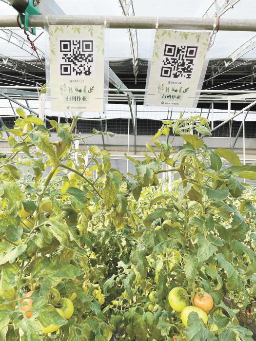 智慧大棚工人通過掃描二維碼,便可查詢當前的作業情況。《中國新聞》報 魏寒冰 攝 智慧大棚工人通過掃描二維碼,便可查詢當前的作業情況。《中國新聞》報 魏寒冰 攝